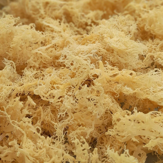 Wholesale Gold Sea Moss